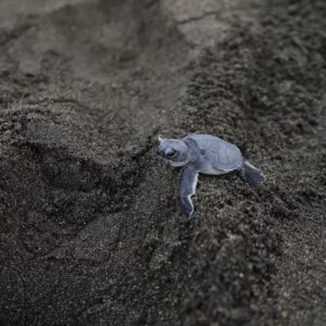 deniz kaplumbagalari icin sahil temizligi C5kIcHu3