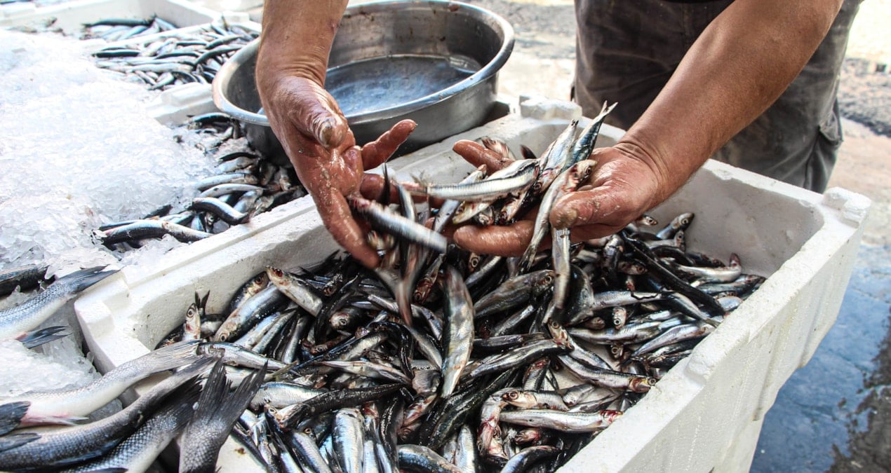 hamsi istavrit barbun ve sardalya hepsinin fiyati dustu ballik bollugu yasaniyor sUF3URJf