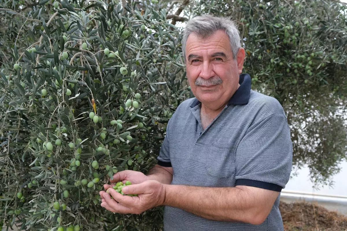 alanyada zeytin hasadi basladi rekolte yuzde 40 d dustu e3j3QXR8.jpg