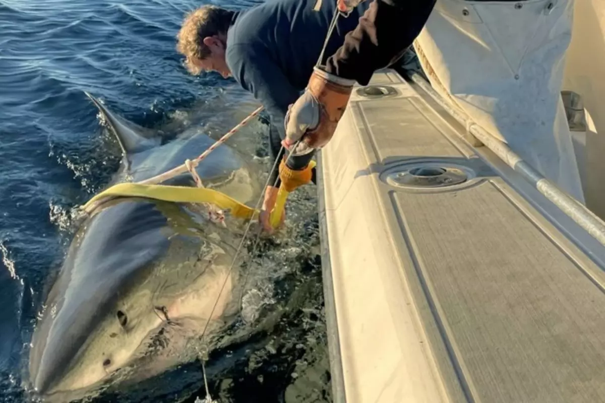 atlantikte yakalanan en buyuk beyaz kopekbaligi bilim dunyasini sasirtti M9DZyXTV