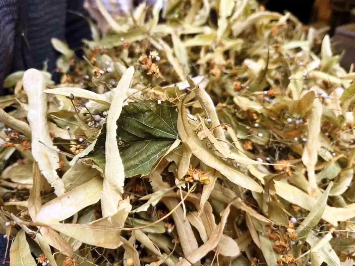 ihlamur kis aylarinin vazgecilmezi kilosu 1500 tl RyO92gkZ