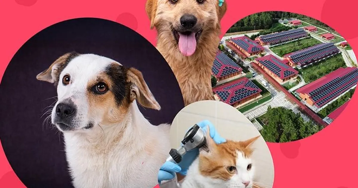 istanbul vakfindan can dostlara destek cagrisi bVTVQmq8