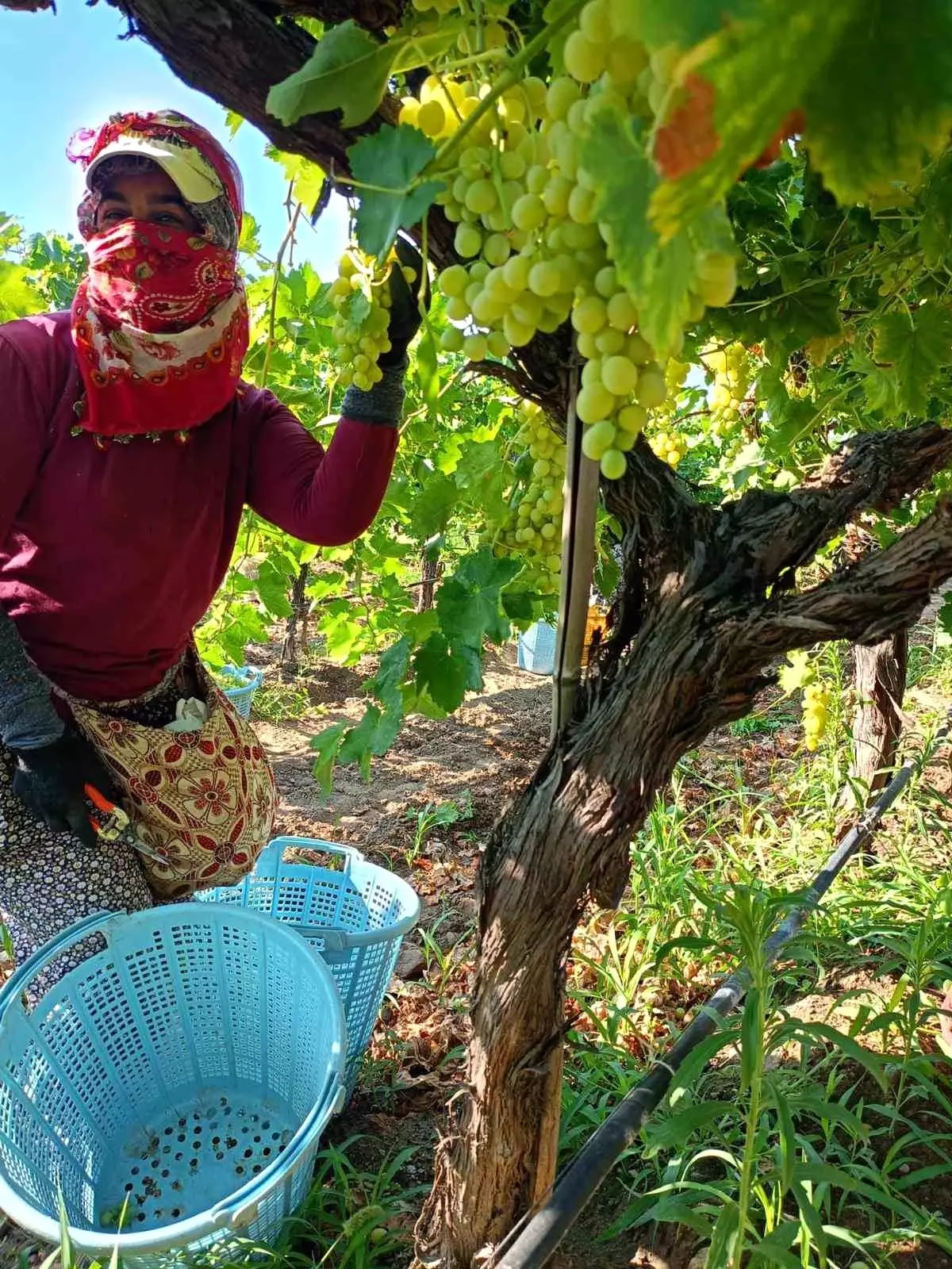 sarigolde uzum hasadi yogun bir sekilde devam ediyor 4mamKmBz