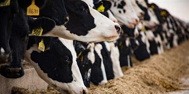 tarim ve orman bakanligi duyurdu sap hastaligi kontrol altina alindi ga3z542I.jpg