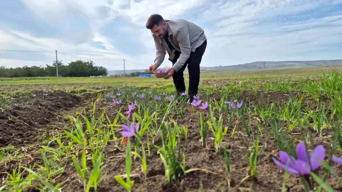 tekirdagda safran uretimi yukseliyor fiyatlar 600 bin liraya cikabilir RC1tfGYq.jpg